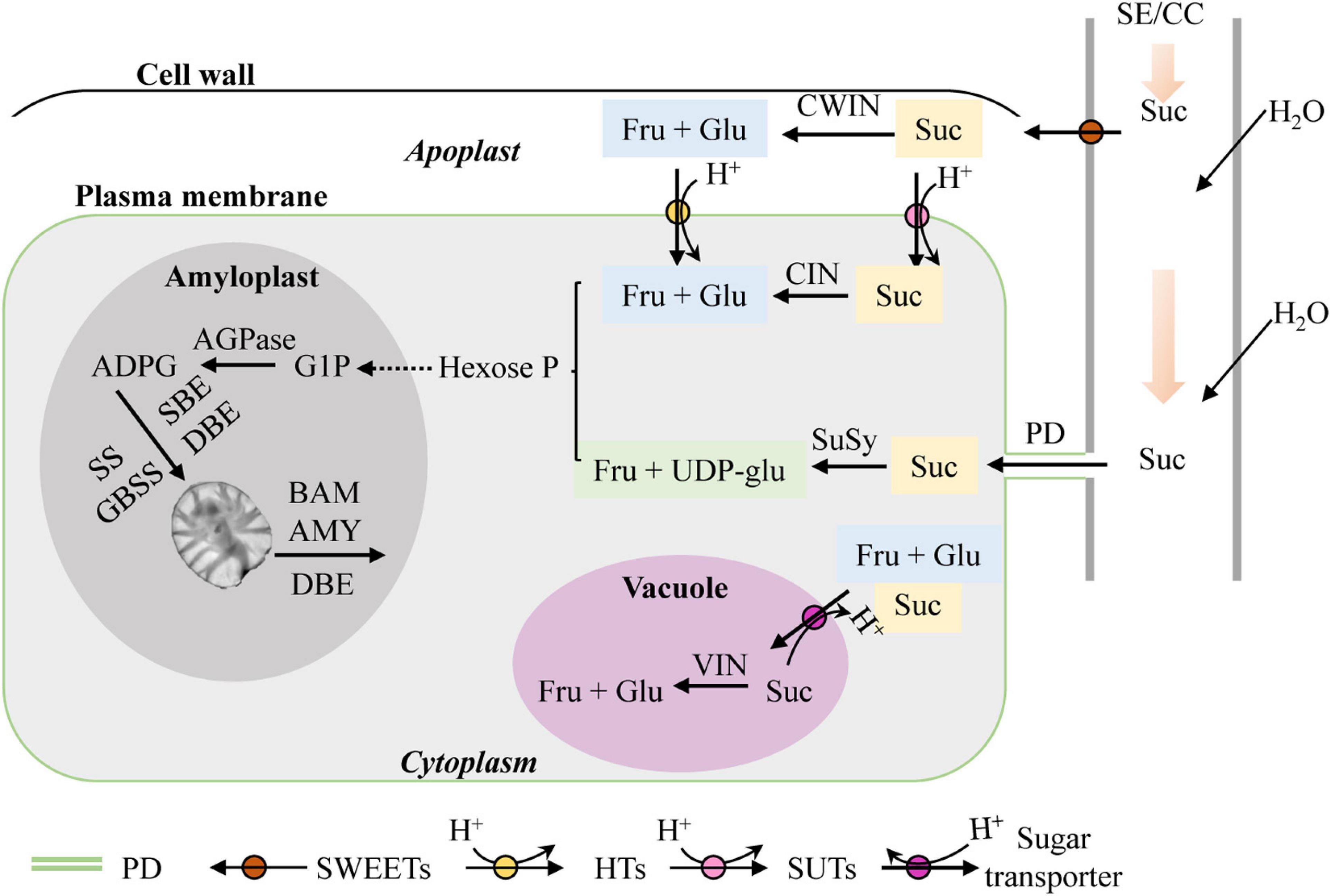 Frontiers Change In Sucrose Cleavage Pattern And Rapid Starch Accumulation Govern Lily Shoot To Bulblet Transition In Vitro Plant Science