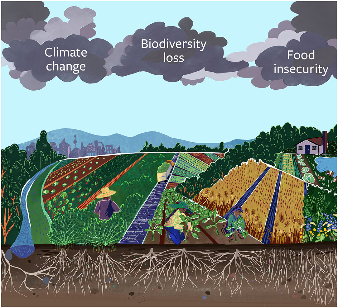 Frontiers  Narrow and Brittle or Broad and Nimble? Comparing Adaptive  Capacity in Simplifying and Diversifying Farming Systems