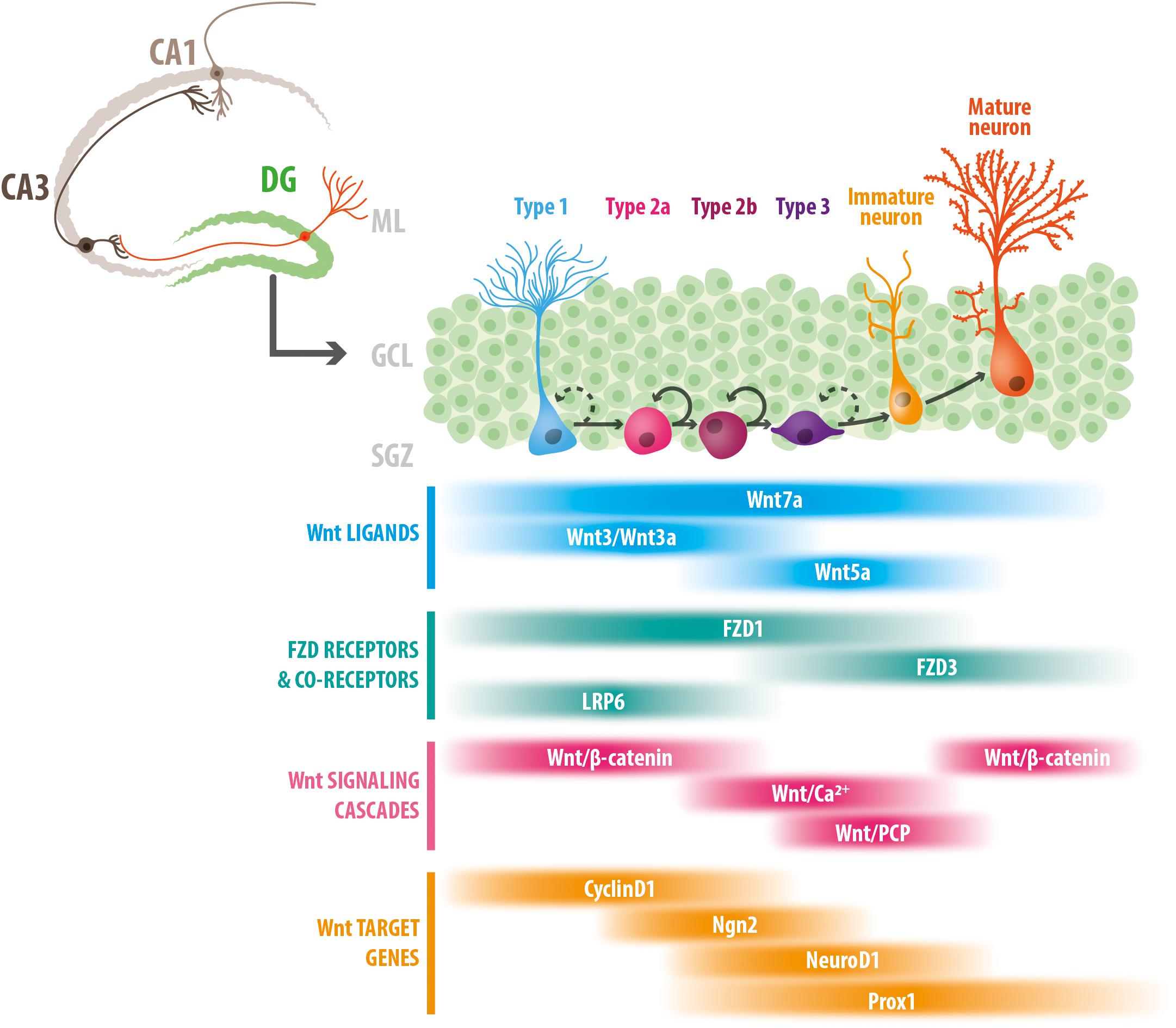 Frontiers Role Of Wnt Signaling In Adult Hippocampal Neurogenesis In