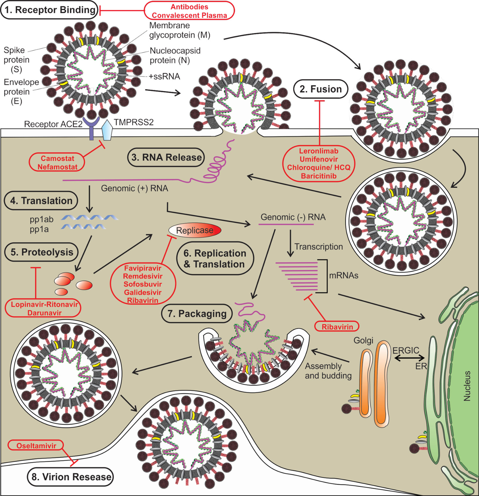 Antibodies and Vaccines as Drugs for COVID-19