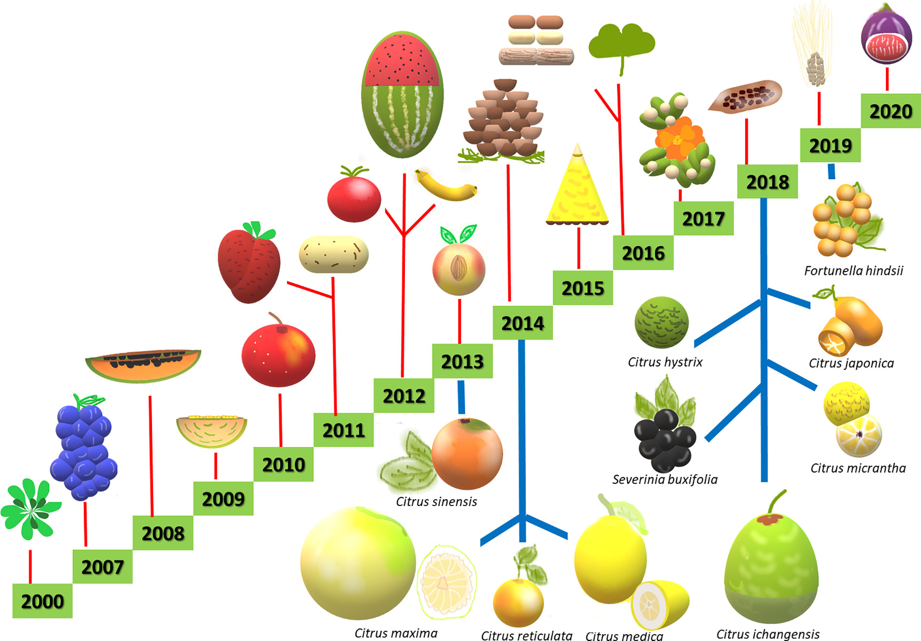 Frontiers  New Plant Breeding Techniques in Citrus for the