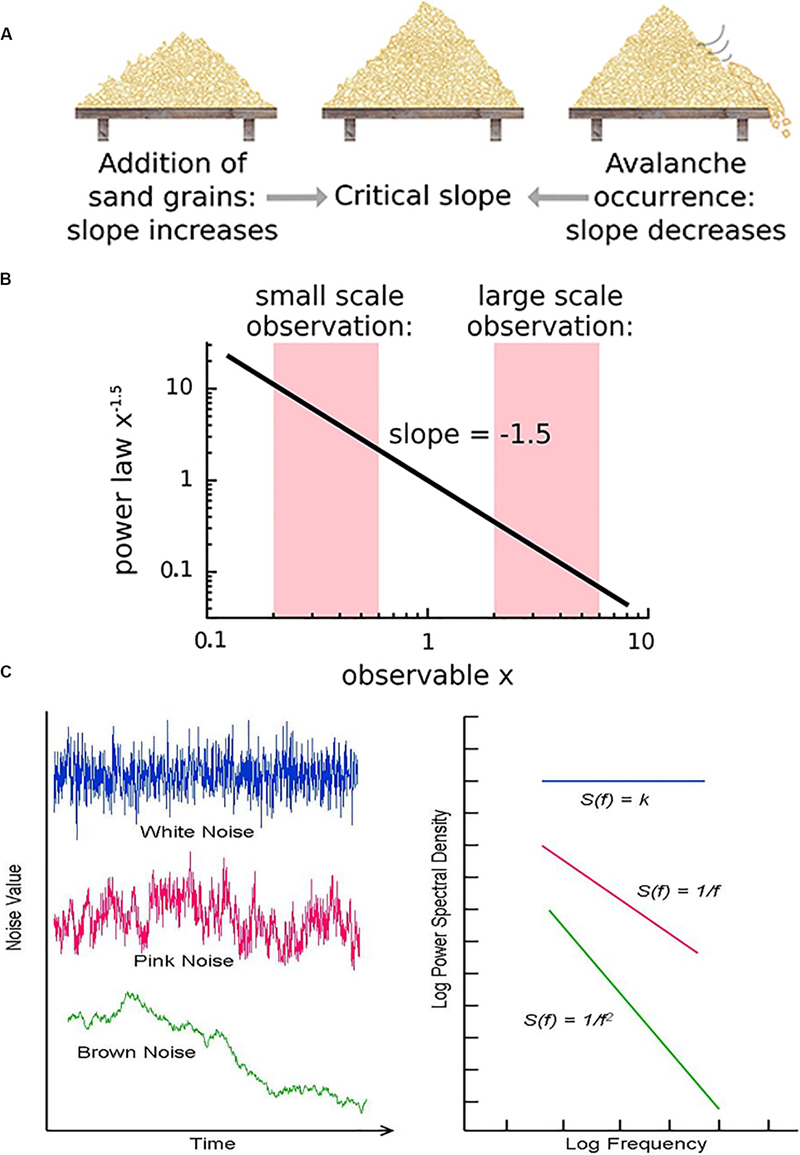 Seeing the complexity of the simple: Comparative anatomy of the scapula –  Zipf's Law