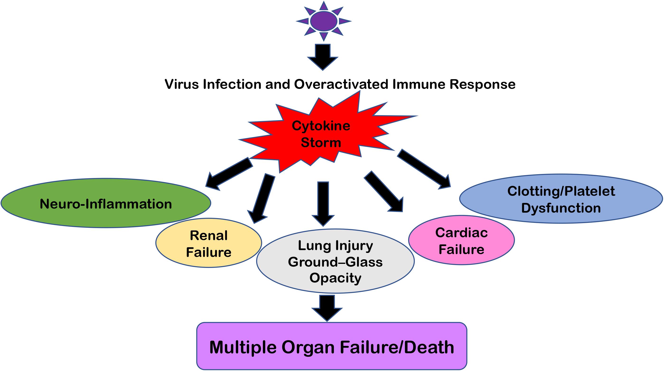 Frontiers | Neurological Damage by Coronaviruses: A Catastrophe in