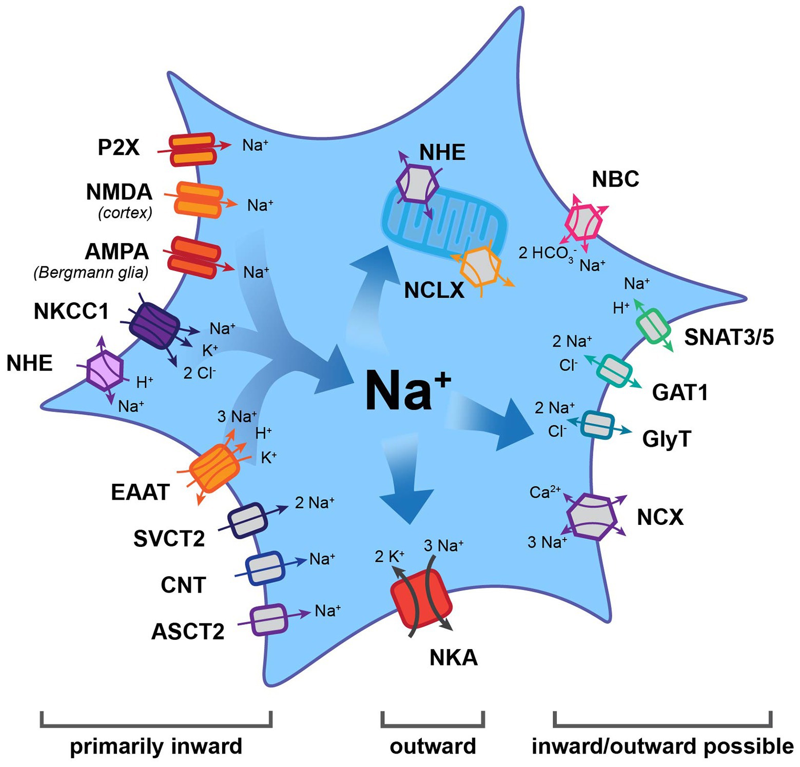 Frontiers  Astrocyte Glutamate Uptake and Signaling as Novel Targets for  Antiepileptogenic Therapy