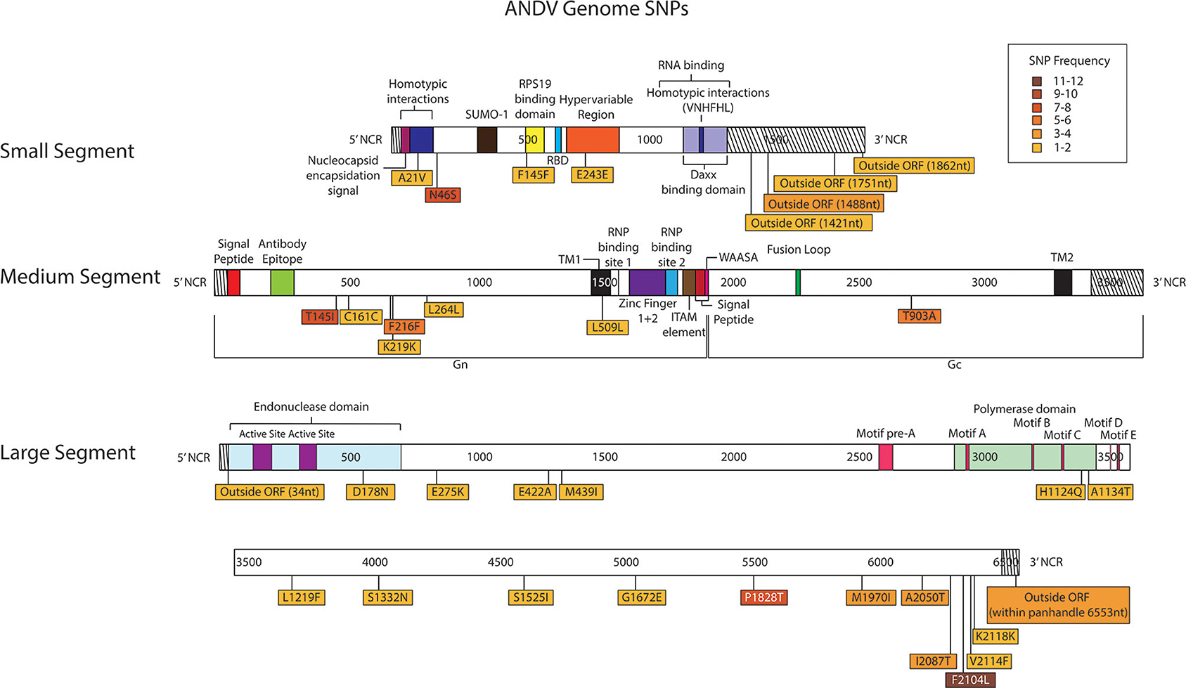 Frontiers  Development of an AmpliSeqTM Panel for Next-Generation  Sequencing of a Set of Genetic Predictors of Persisting Pain