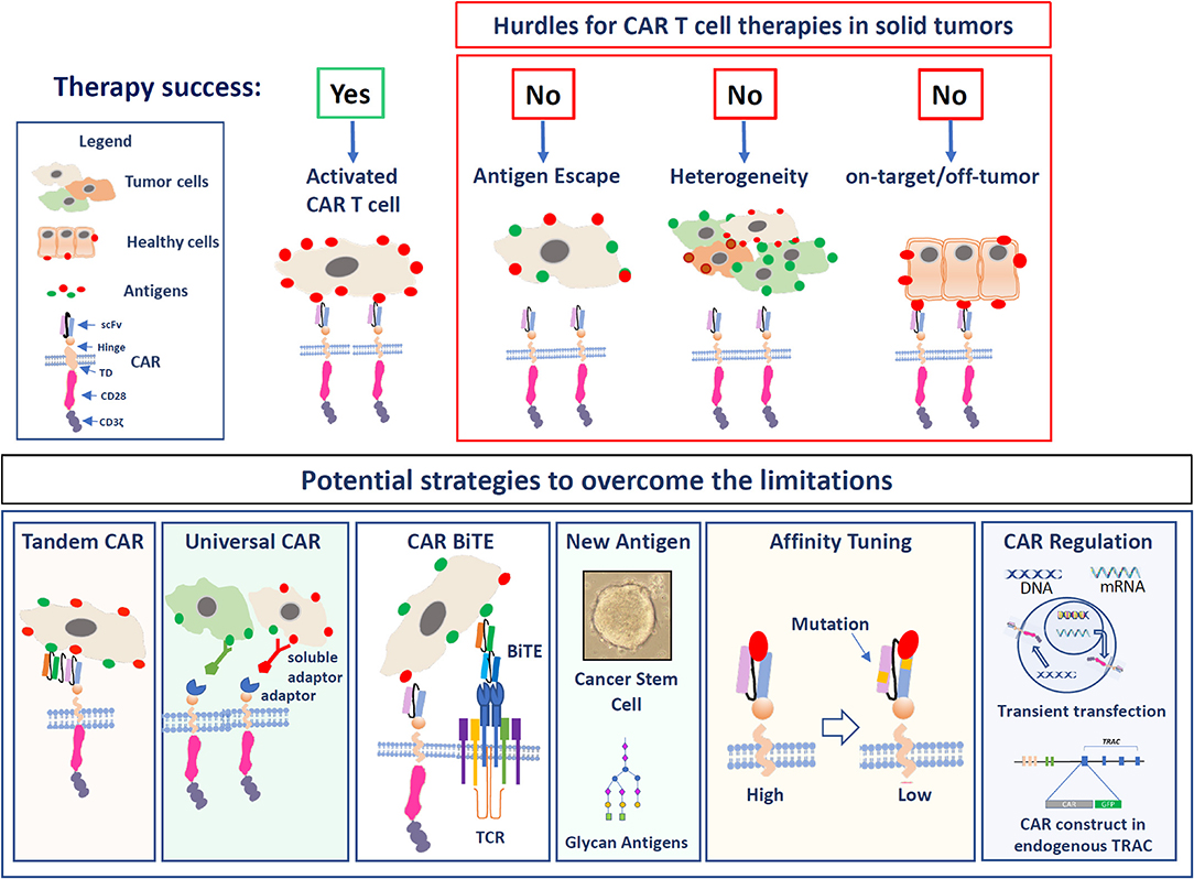 Frontiers  Identification of Targets to Redirect CAR T Cells in  Glioblastoma and Colorectal Cancer: An Arduous Venture