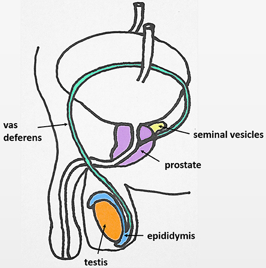 Frontiers | Oxytocin in the Male Reproductive Tract; The Therapeutic Potential of Oxytocin-Agonists and-Antagonists Frontiers | Oxytocin in the Male Reproductive Tract; The Therapeutic Potential of Oxytocin-Agonists and-Antagonists