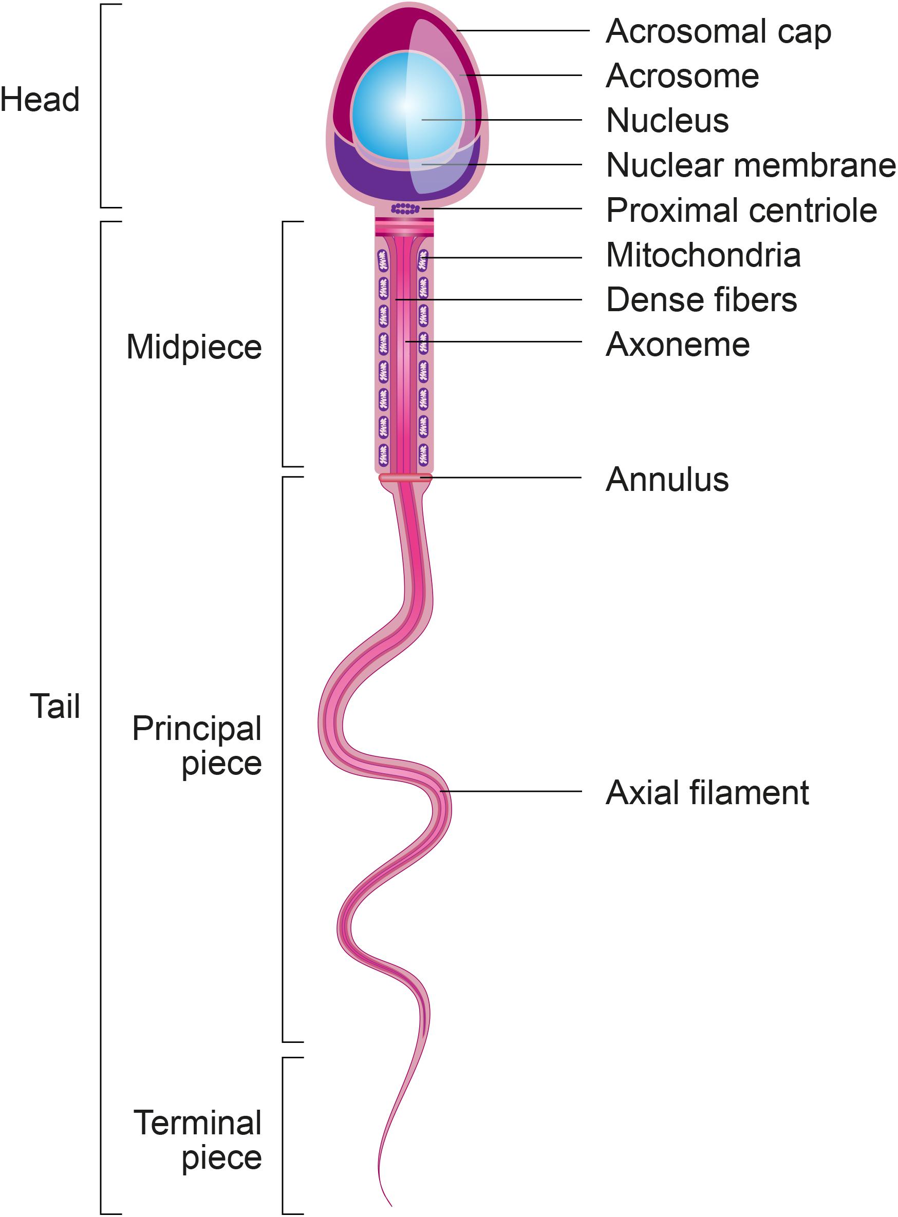 Mature Drink Sperm