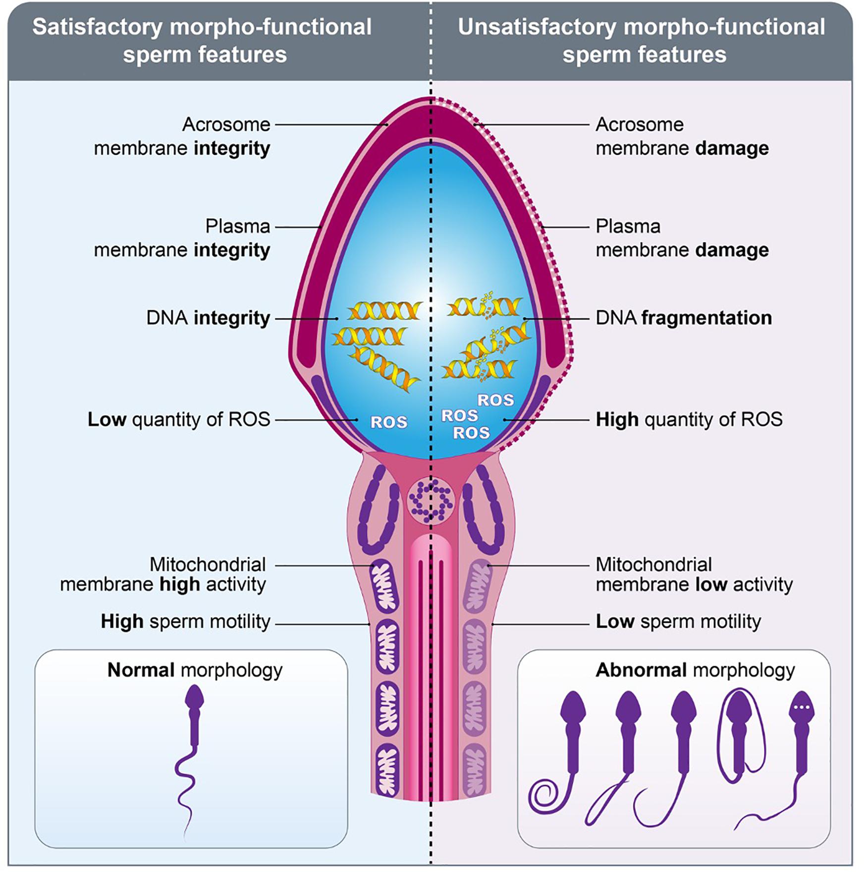 Sperm Motility