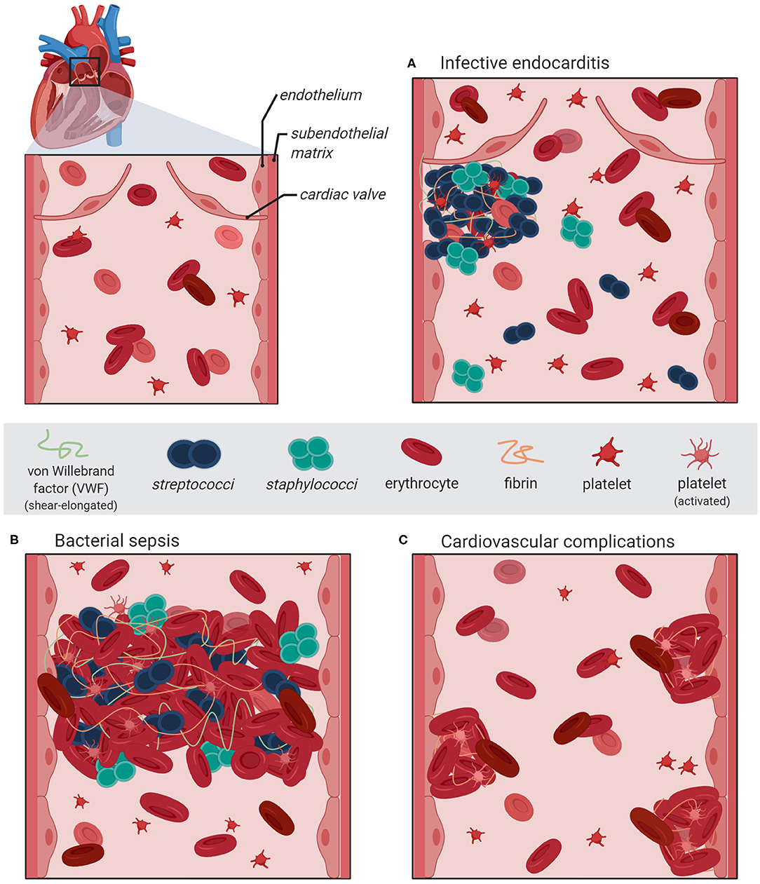 Staph's activation of blood clotting, VUMC Reporter