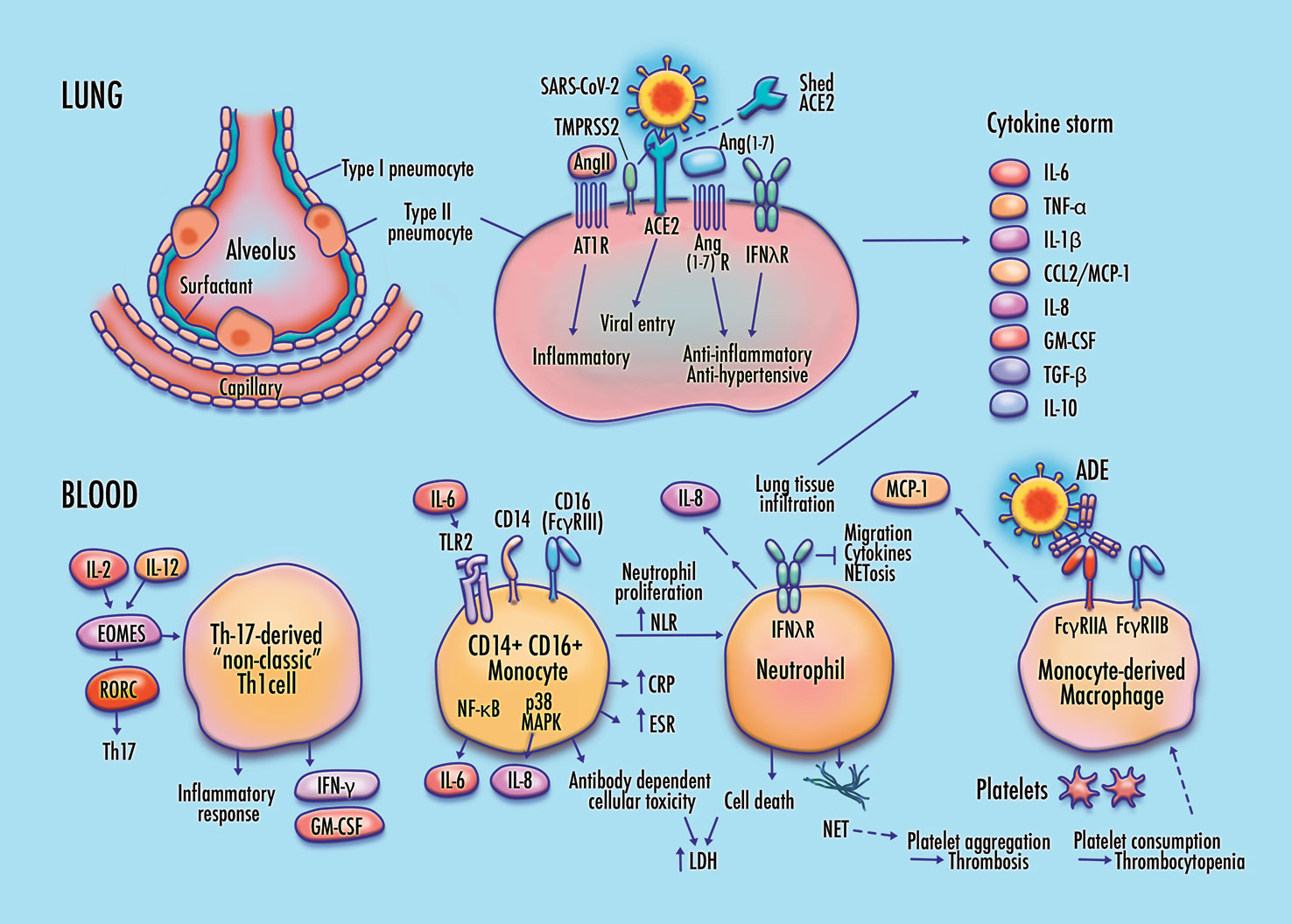 SciELO - Brasil - An immunogenetic view of COVID-19 An immunogenetic view  of COVID-19