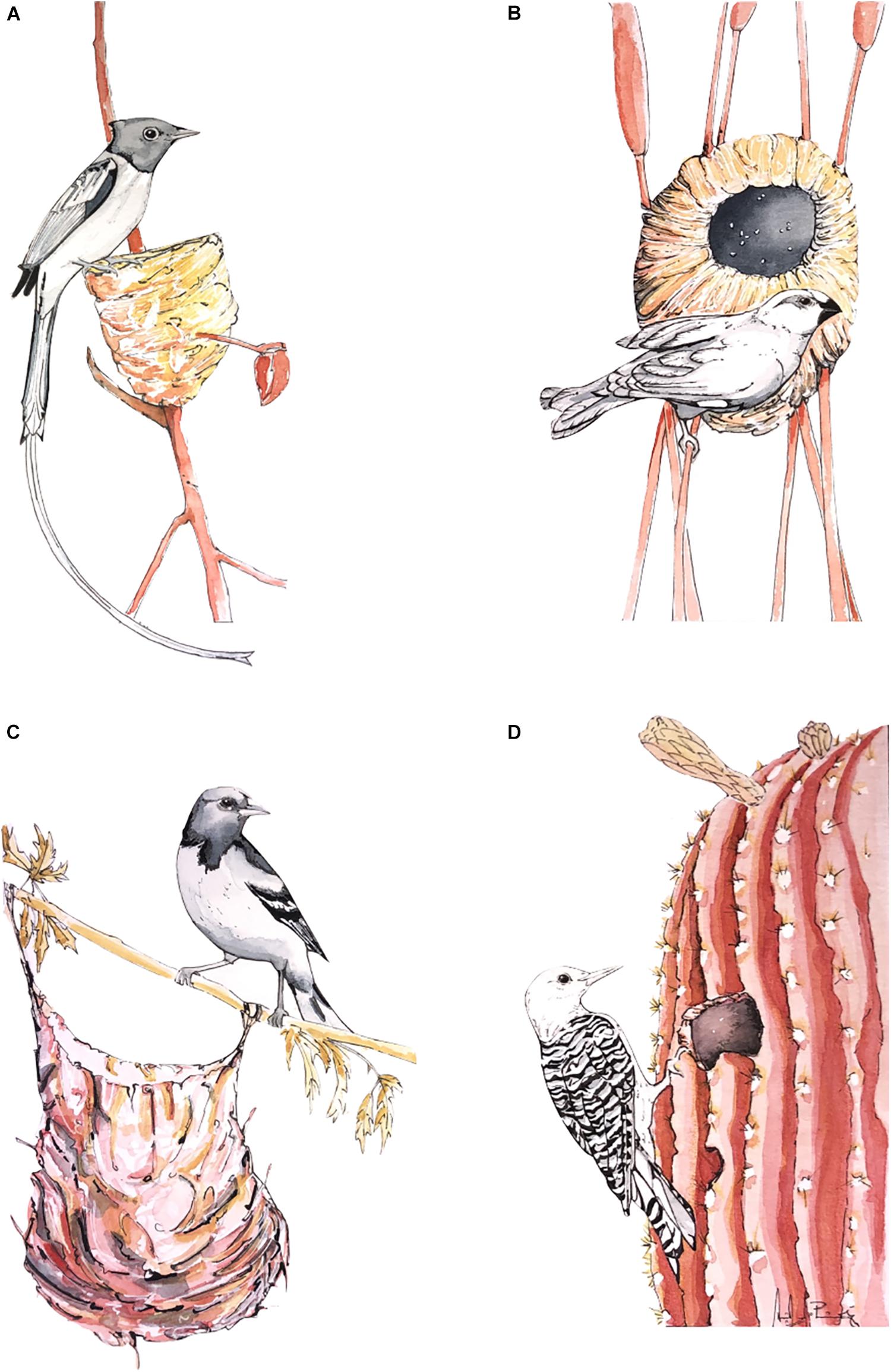Nøgle Erhverv cykel Frontiers | Climate as an Evolutionary Driver of Nest Morphology in Birds: A  Review | Ecology and Evolution