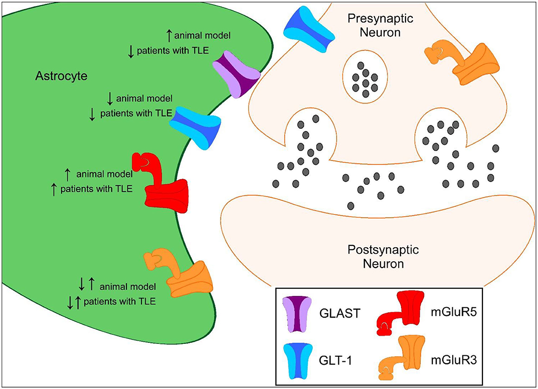 Frontiers  Astrocyte Glutamate Uptake and Signaling as Novel Targets for  Antiepileptogenic Therapy