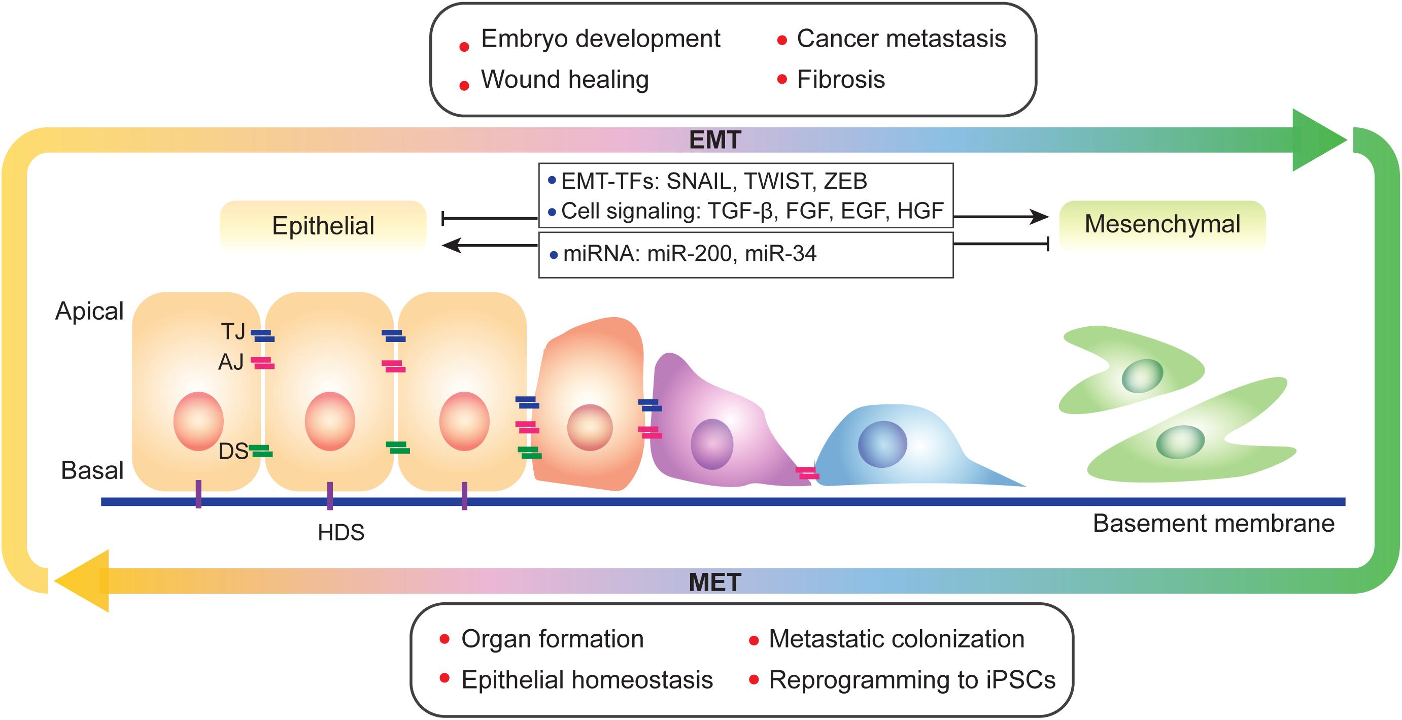 Frontiers An Unexpected Role For EMT Transcription Factors 59 OFF