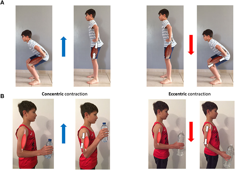 Figure 1 - Concentric and eccentric phases of two movements.