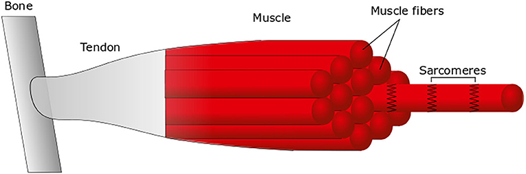 Figure 2 - The main components of a muscle.