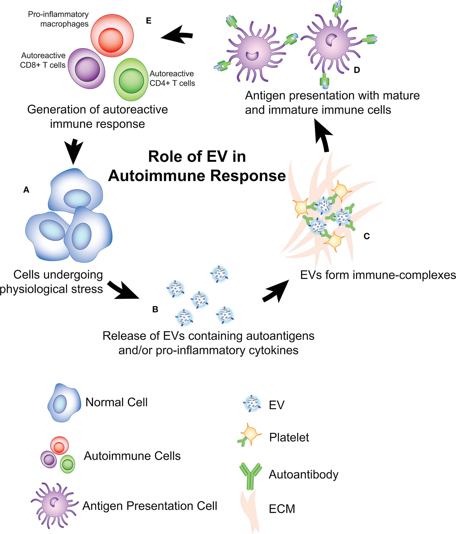 Frontiers The Role Of Extracellular Vesicles In The Pathogenesis And