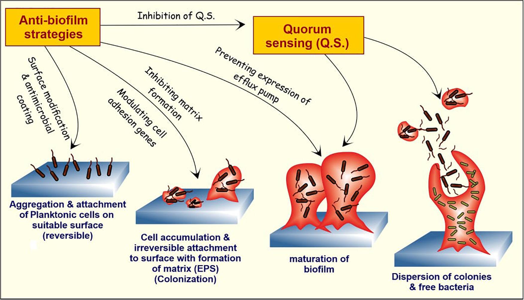 Evolving biofilm inhibition and eradication in clinical settings