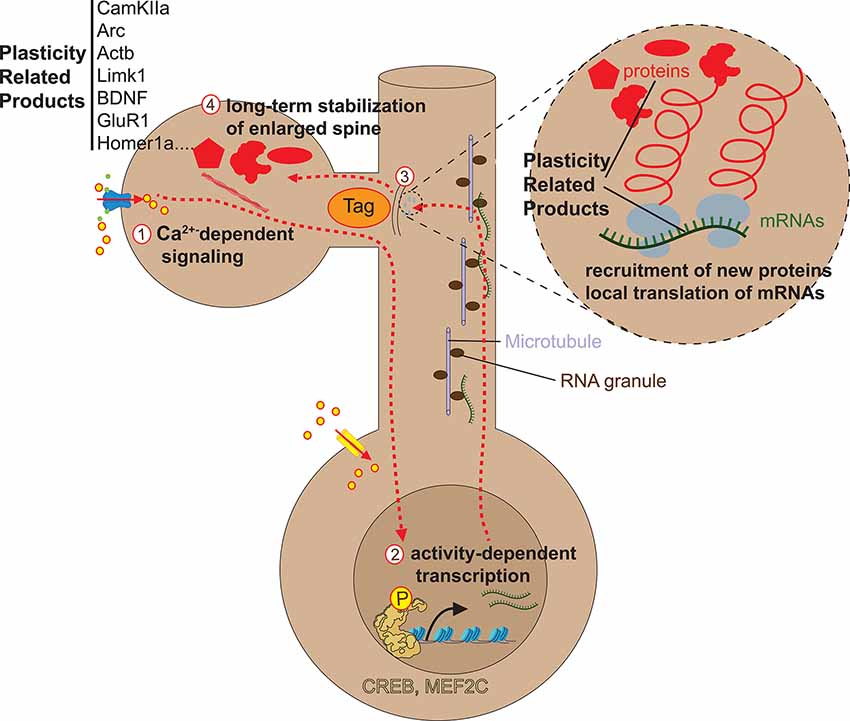 Dendritic spine formation and synapse maturation in transcription