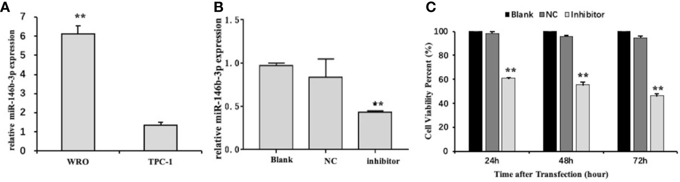 Frontiers Downregulation Of Mir 146b 3p Inhibits Proliferation And Migration And Modulates The Expression And Location Of Sodium Iodide Symporter In Dedifferentiated Thyroid Cancer By Potentially Targeting Muc Oncology