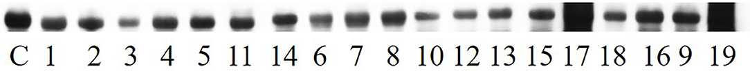 www.frontiersin.org