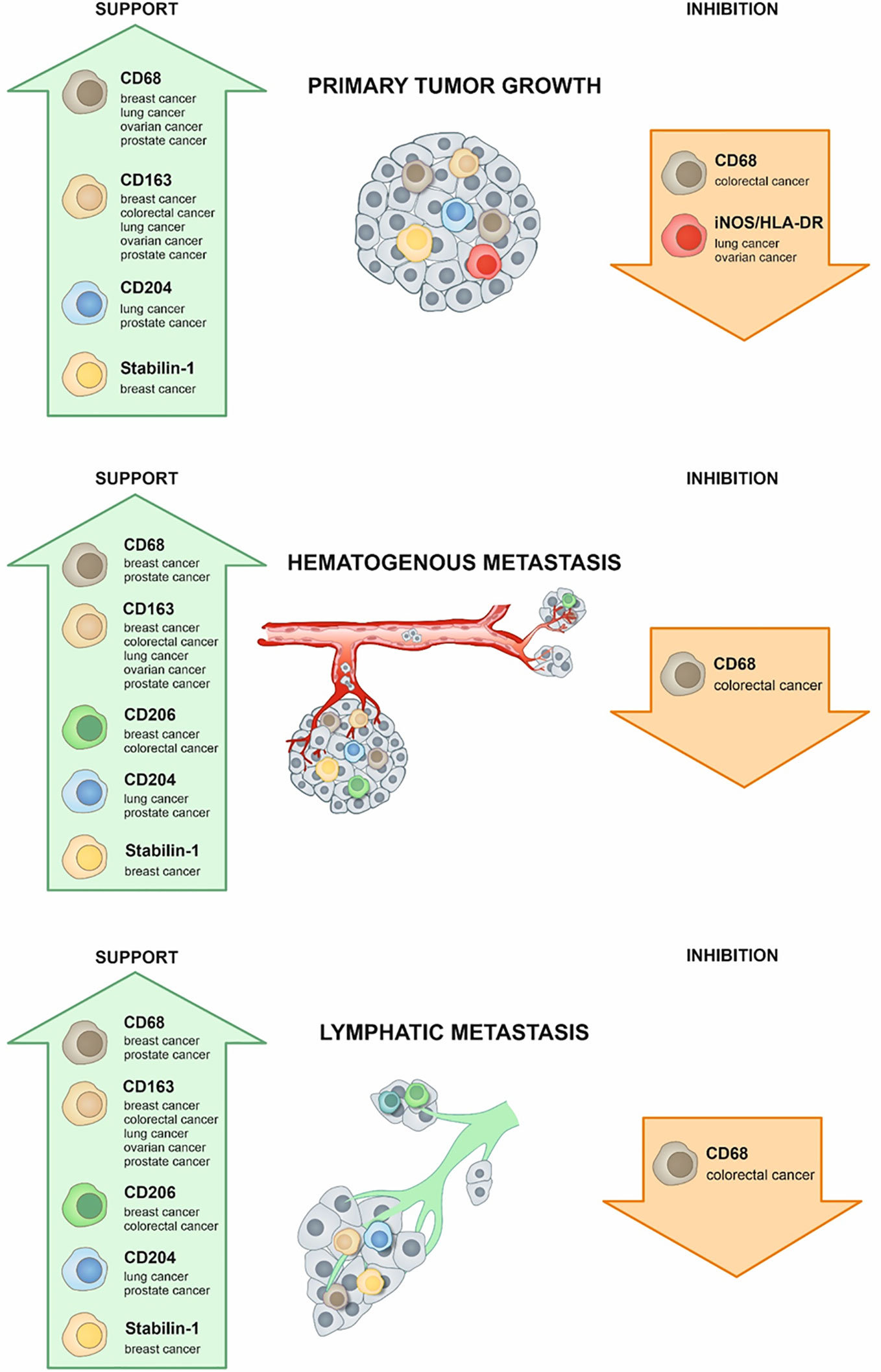 non asbestos related diffuse malignant mesothelioma