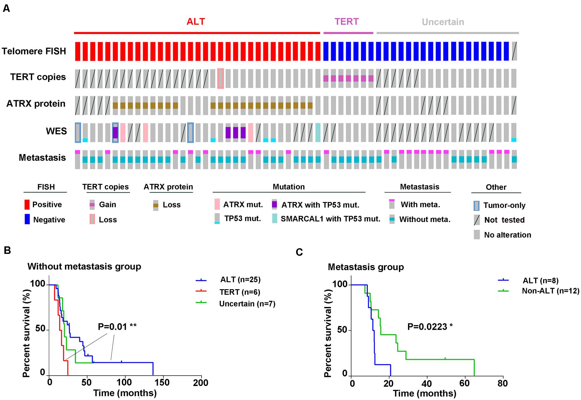 Telomere Maintenance Associated Mutations in the Genetic Biology Diagrams