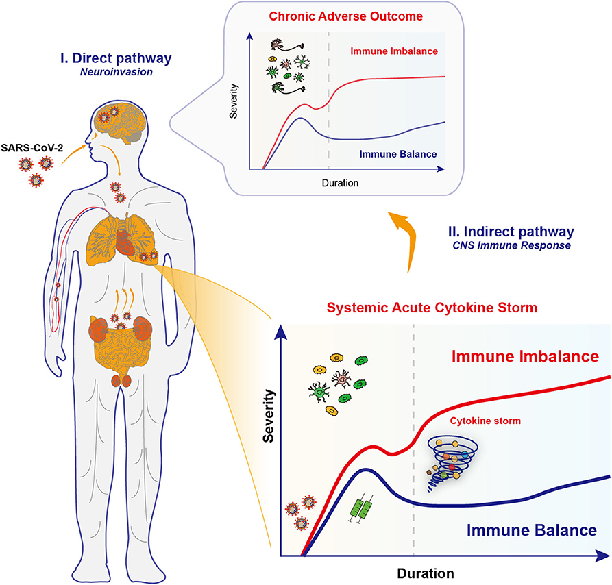 Frontiers | Revisiting the Immune Balance Theory: A Neurological 