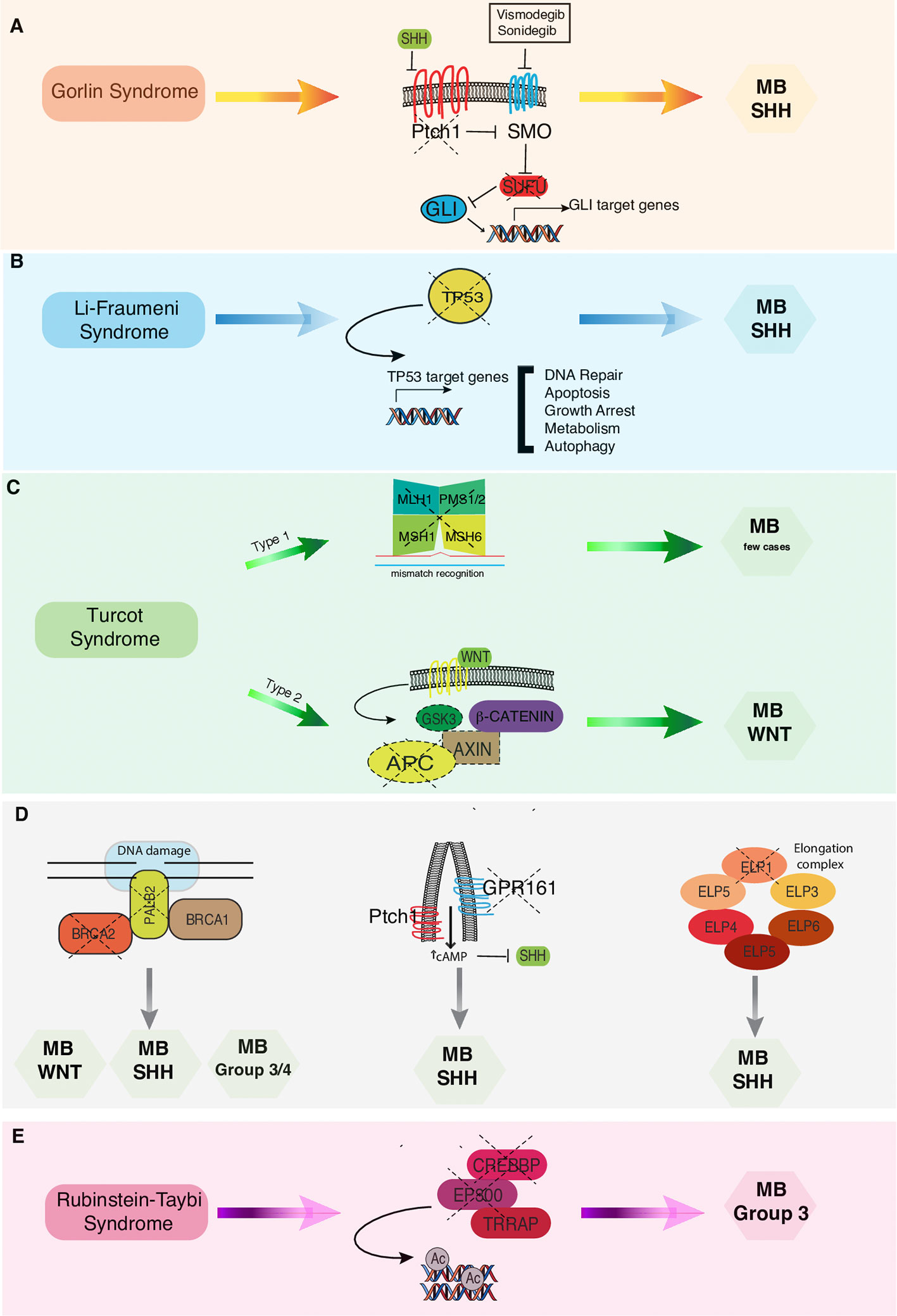 Rubinstein-Taybi syndrome associated with breast cancer — a case