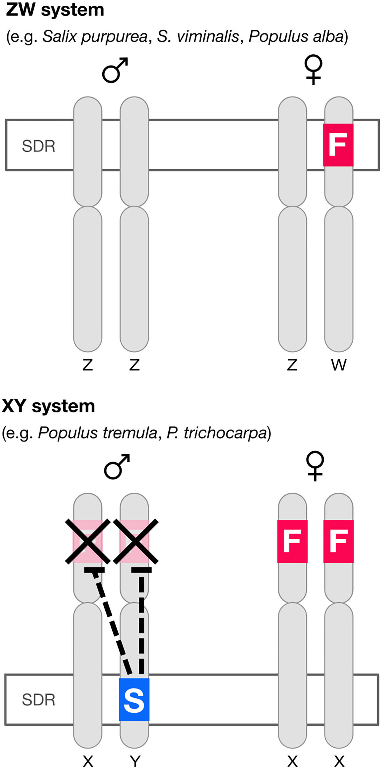 Frontiers Default Sex And Single Gene Sex Determination In Dioecious