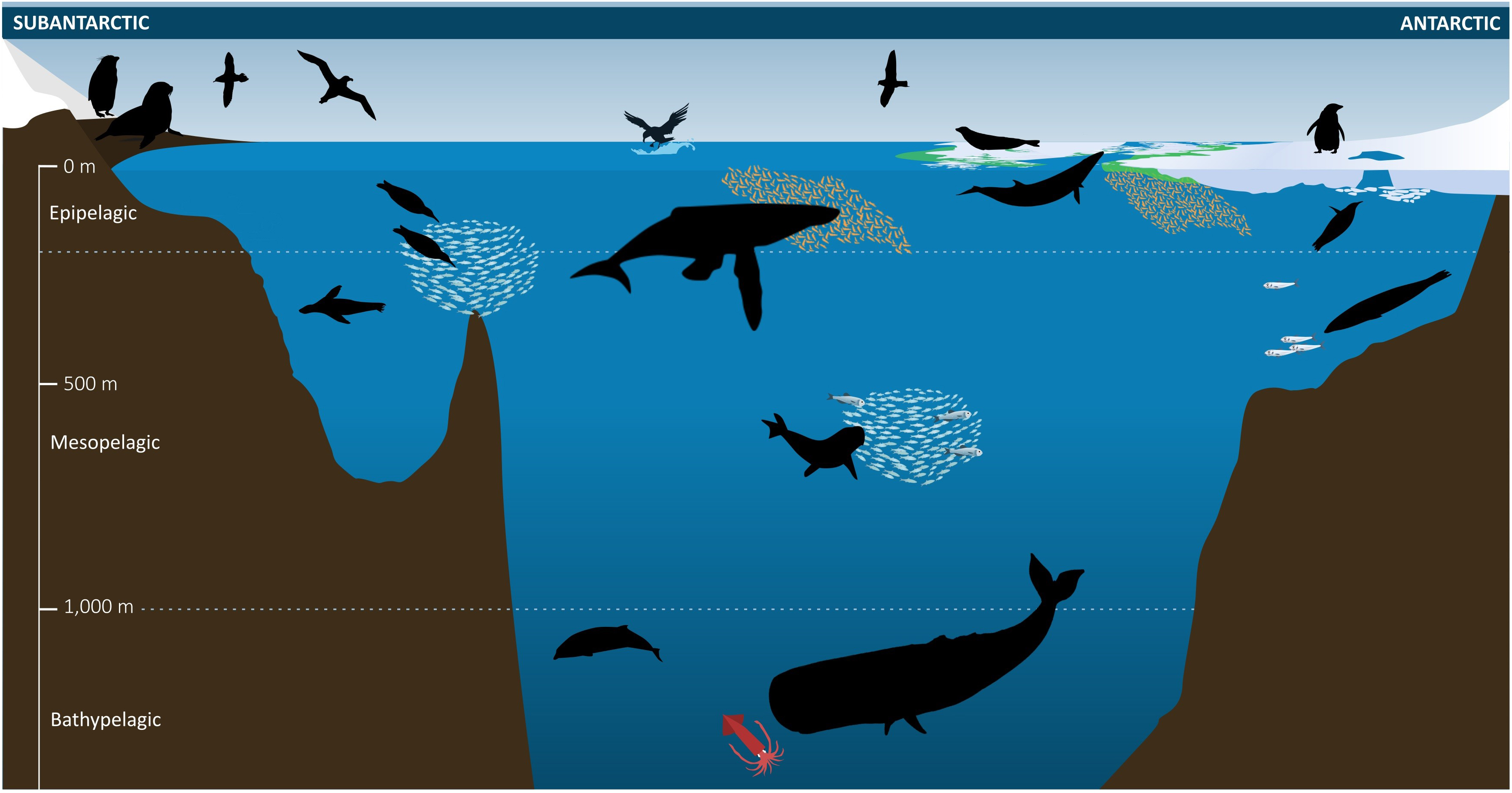 Frontiers  Marine Ecosystem Assessment for the Southern Ocean: Birds and  Marine Mammals in a Changing Climate