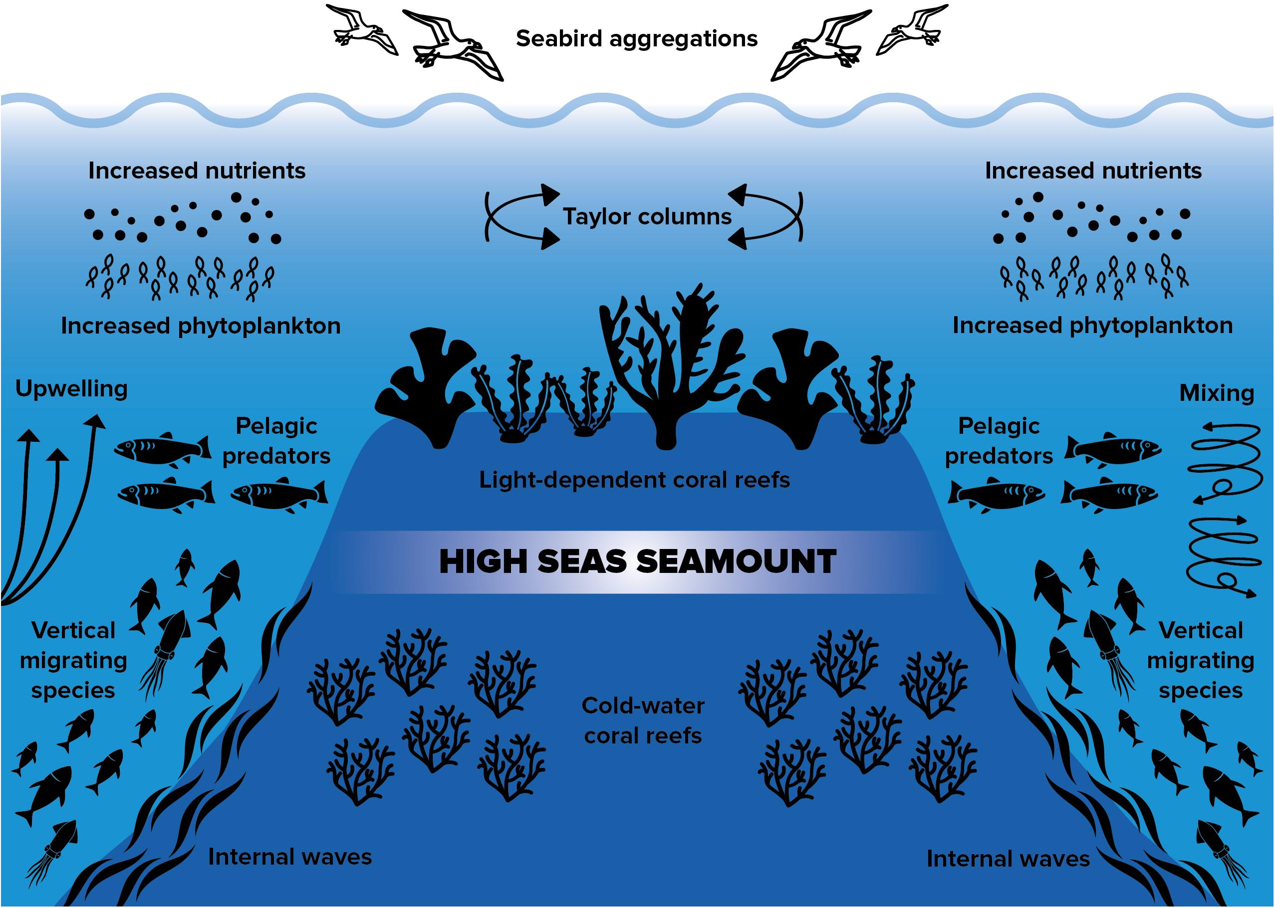 Exploring the Hidden Worlds: Coral Reefs and Seamounts | Balisharks.com