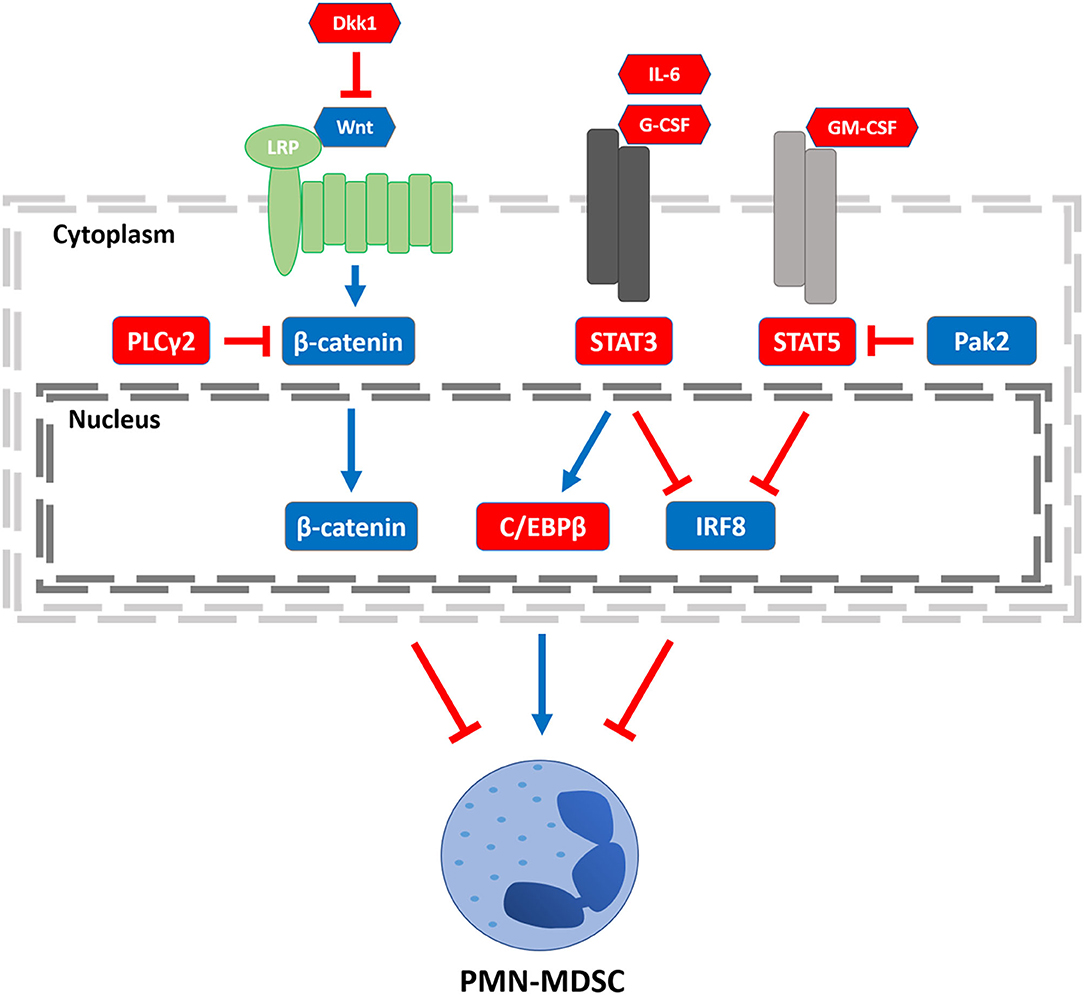 Myeloid-derived Suppressor Cell. Система cancellier. NKD as negative Regulator of WNT signaling. Protein Binding anticancer. Aml транзакции