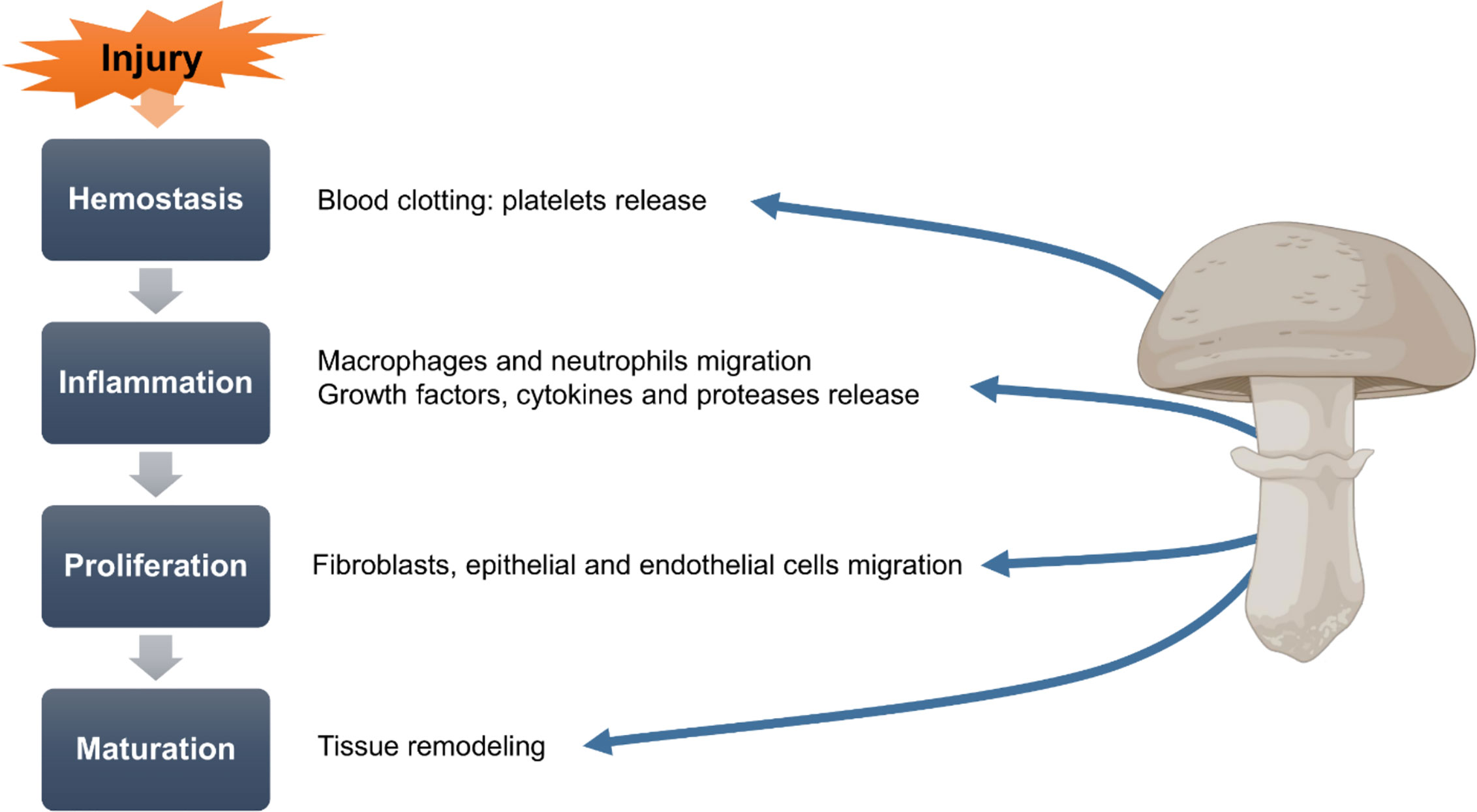 Featured image of post Steps to Make Medicinal Uses Of Mushroom