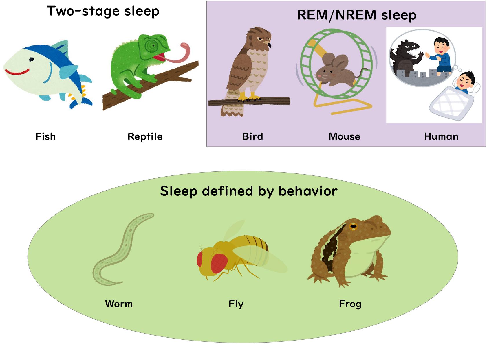 Rh negative blood type reptilians