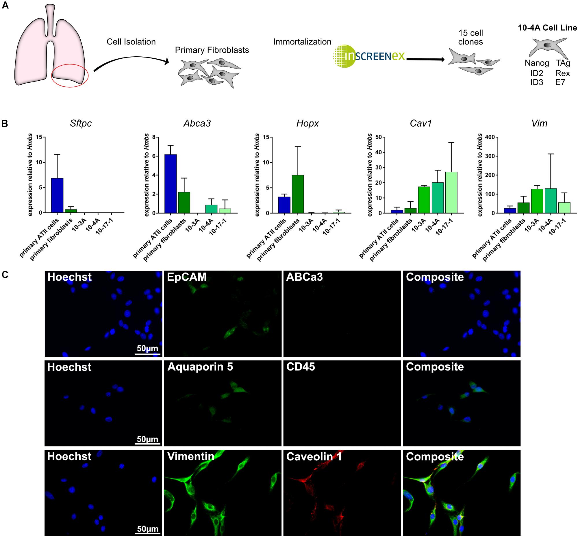 Frontiers  Fibrocytes: A Critical Review and Practical Guide