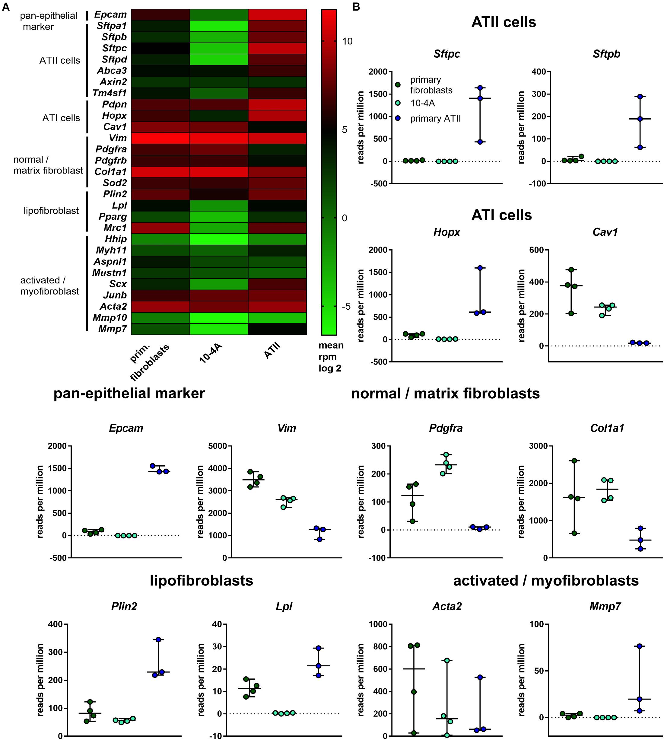 Frontiers  Fibrocytes: A Critical Review and Practical Guide