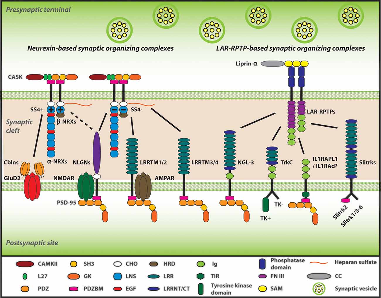 Personalized genetics of the cholinergic blockade of neuroinflammation -  Simchovitz - 2017 - Journal of Neurochemistry - Wiley Online Library