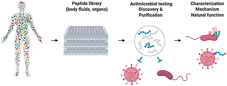 Figure 2 - How to find new antimicrobial peptides: human organs or body fluids are homogenized and small molecules extracted.