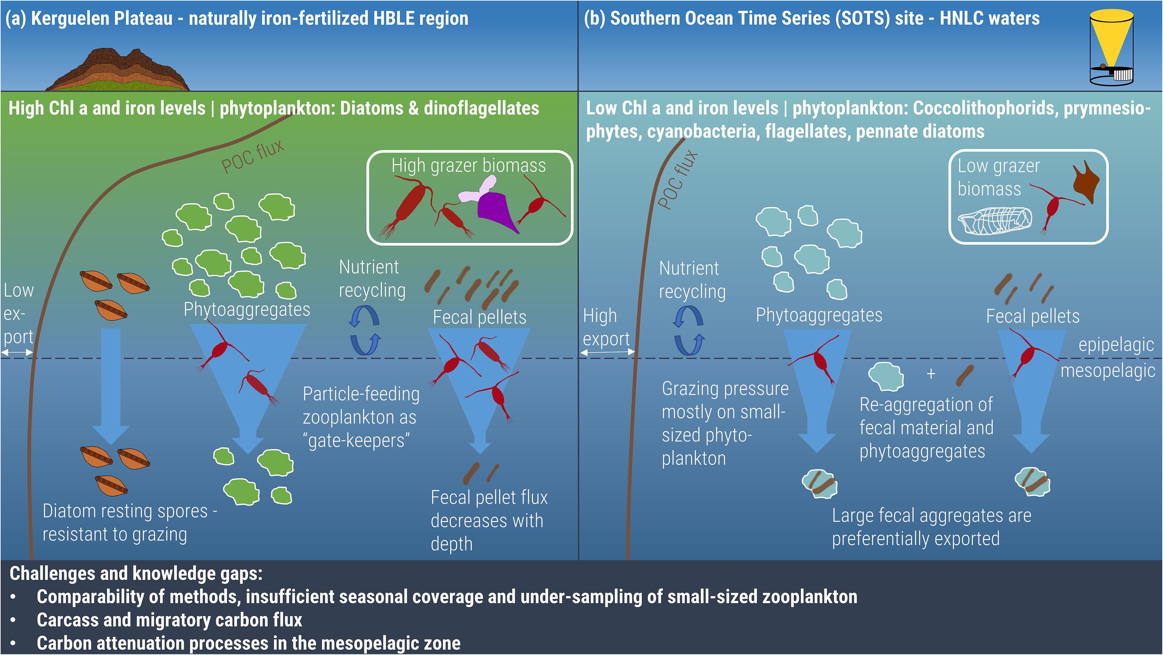 Зоопланктон трофический уровень. Carbon Cycle in Ocean. Цикл жизни зоопланктона. Зоопланктон в Арктике. Карбон минерализация.