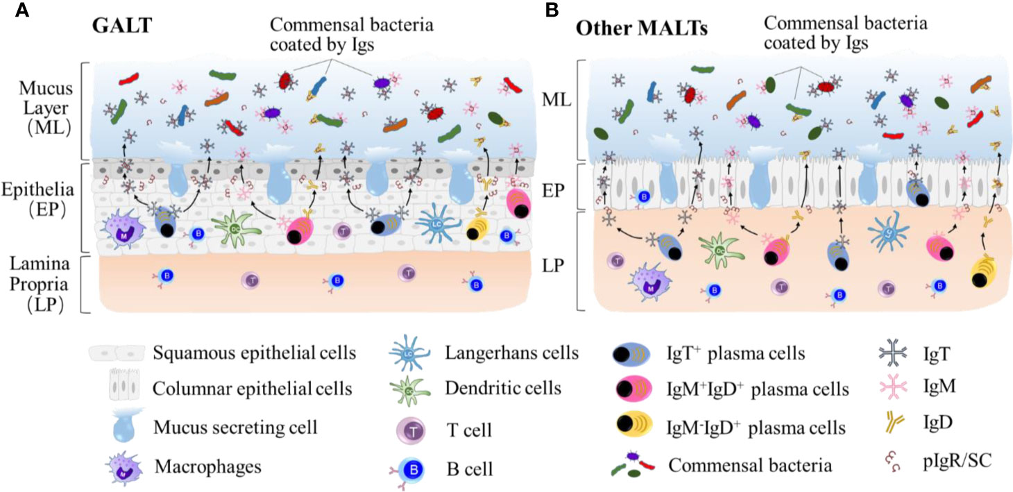 Frontiers  C500 variants conveying complete mucosal immunity