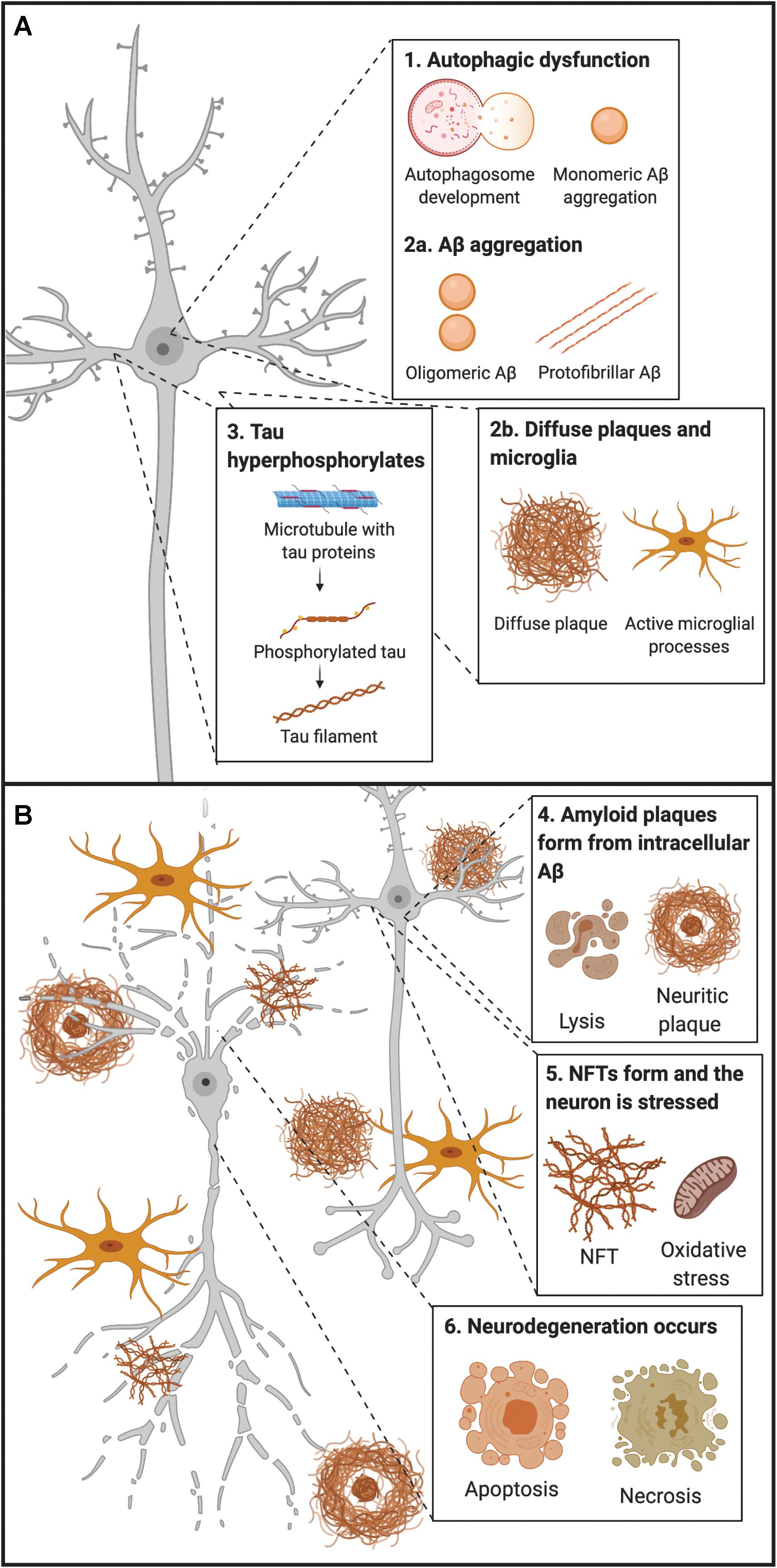 PDF) Blood Biomarkers of Alzheimer's Disease and Cognition: A Literature  Review.