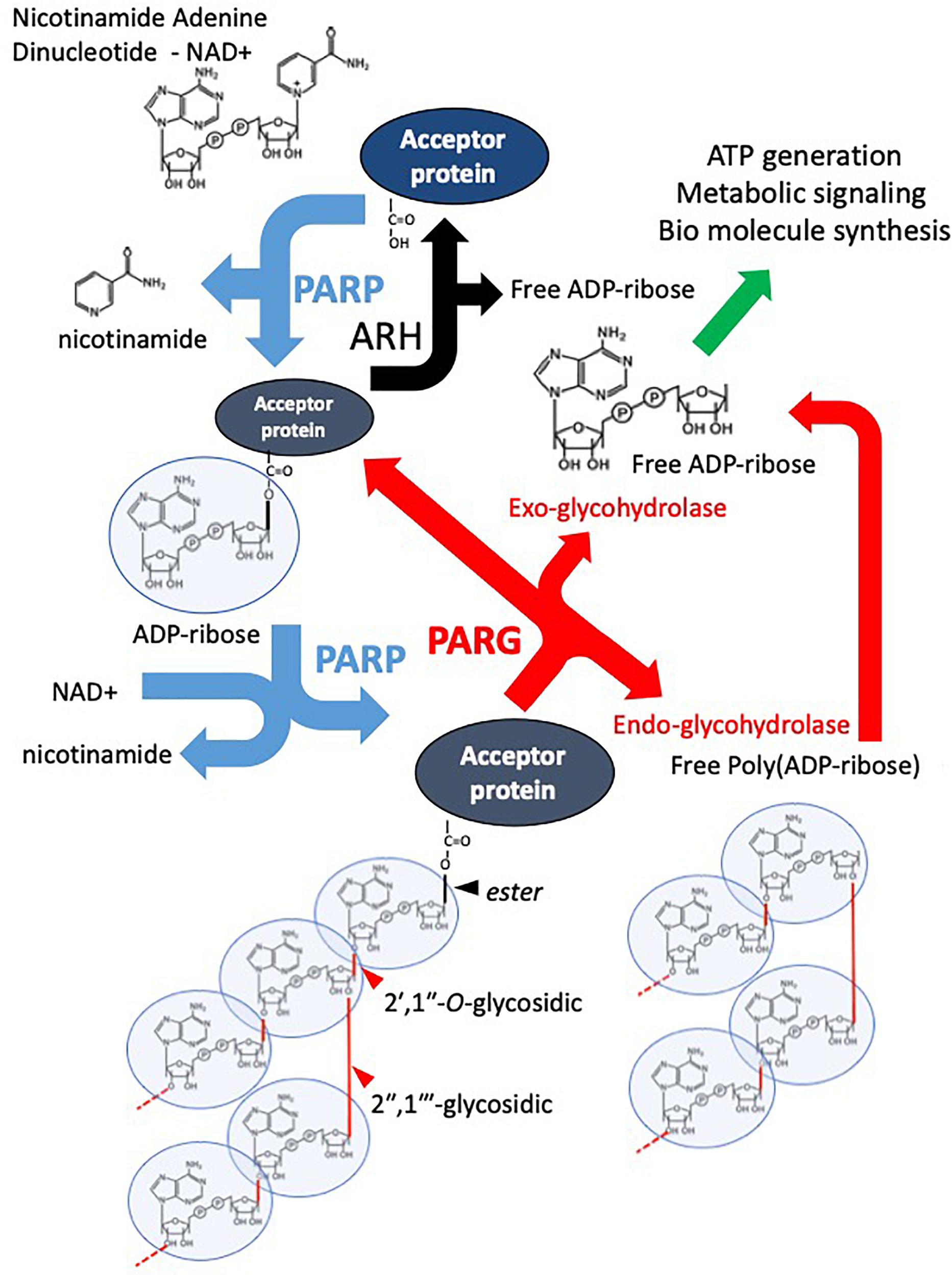 Frontiers Poly Adp Ribose Glycohydrolase Parg Vs Poly Adp Ribose Polymerase Parp Function In Genome Maintenance And Relevance Of Inhibitors For Anti Cancer Therapy Molecular Biosciences