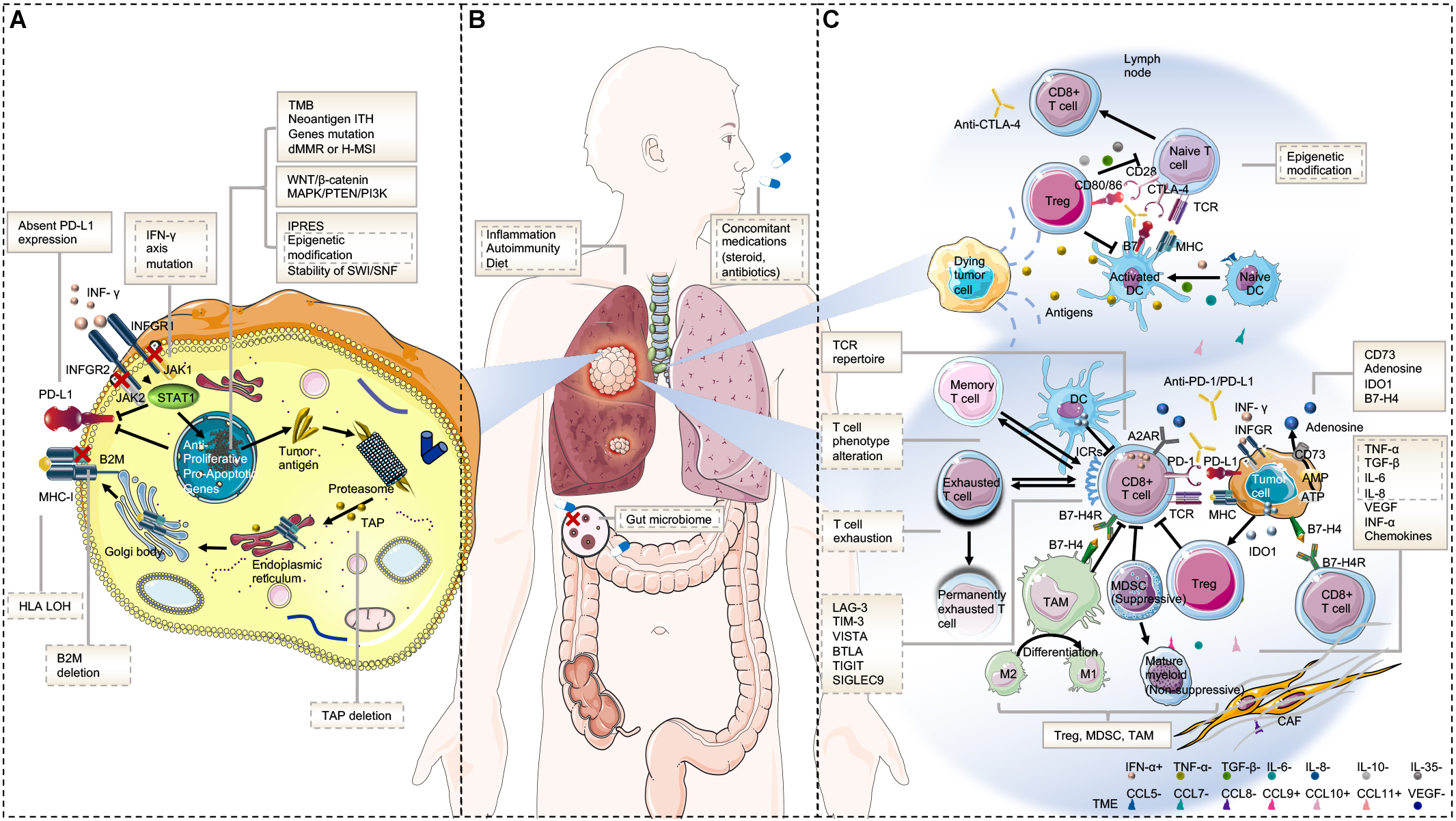 Frontiers The Resistance Mechanisms Of Lung Cancer Immunotherapy Oncology
