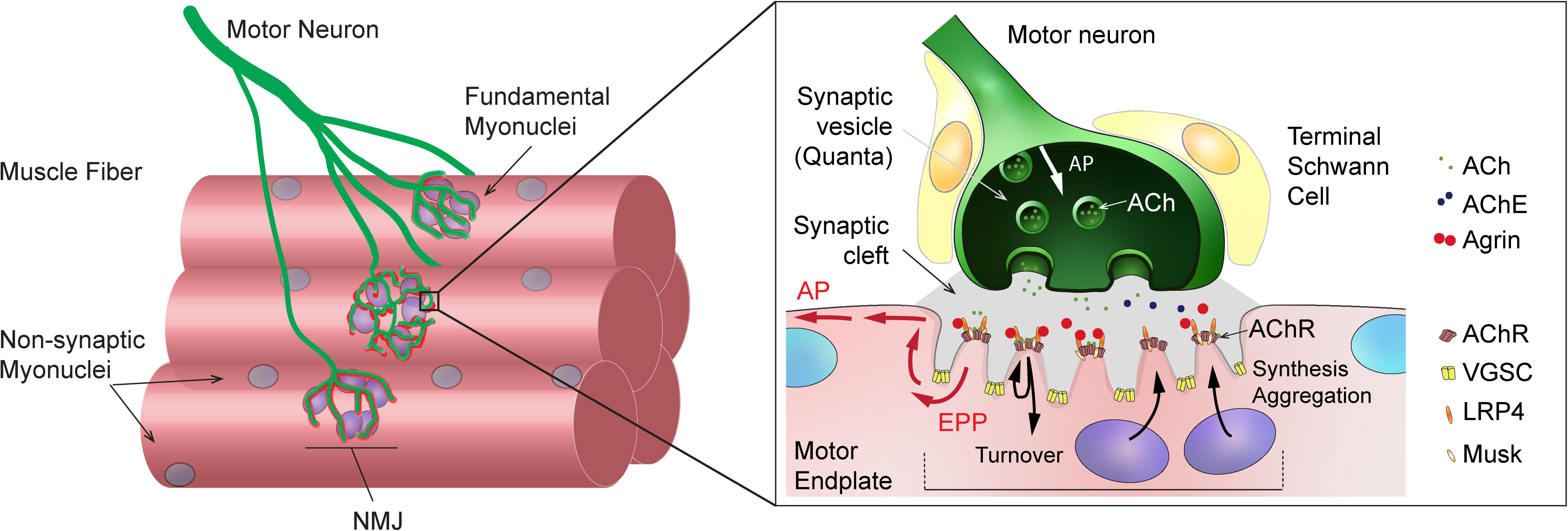 Labeled Neuromuscular Junction