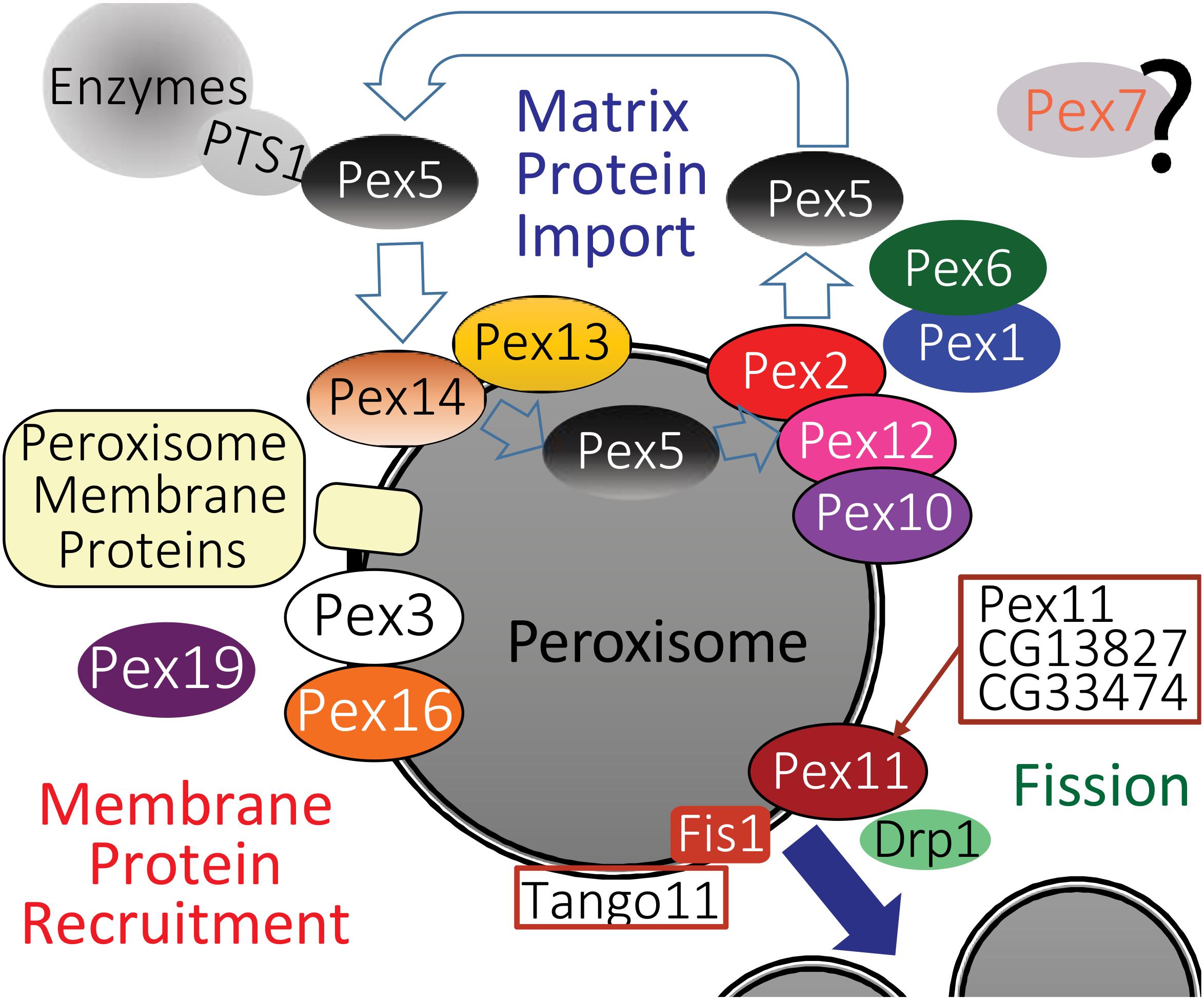 Inborn errors of metabolism leading to neuronal migration defects -  Schiller - 2020 - Journal of Inherited Metabolic Disease - Wiley Online  Library