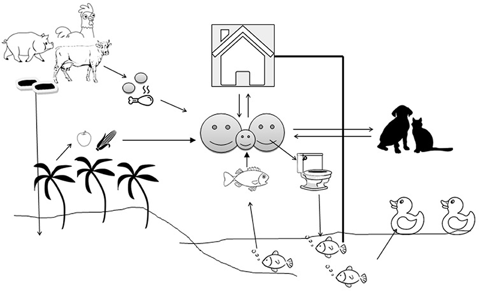 Frontiers | Antimicrobial Resistance in Agri-Food Chain and