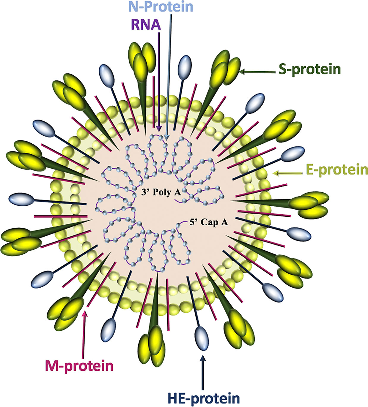 what viruses contain spike proteins