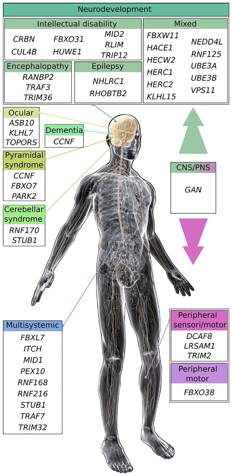 ANAT 411 Anterior View of the Muscles of Head & Neck Diagram