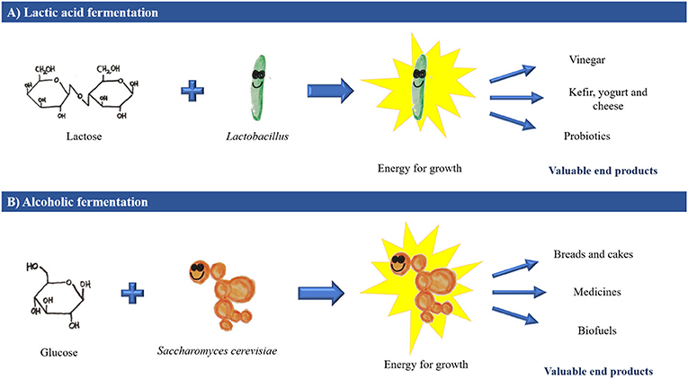 Fermentation: Humanity's Oldest Biotechnological Tool · Frontiers for Young  Minds